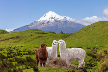 Three grazing alpaca animals by snow top mountain