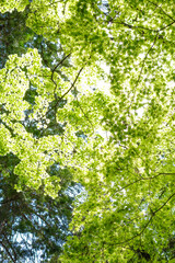 木