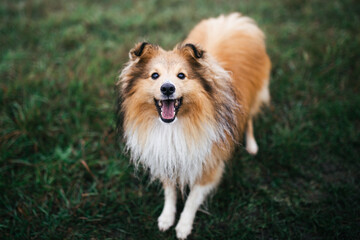 Portrait of a Sheltie Shetland Sheepdog dog, green gras