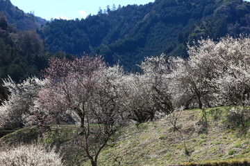 東京の高尾山の周辺には、梅並木や梅園が多くあり、これを総称して高尾梅郷と呼ばれています。
