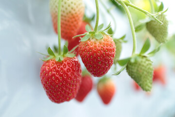 strawberry_01