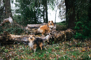 two shelties near a broken tree in the forest