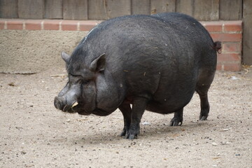 closeup of a wild boar in the farm
