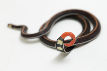 Malaysian Striped Coral Snake - Calliophis intestinalis- isolated on white background
