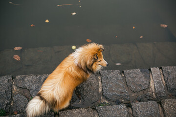 Sheltie Shetland Sheepdog dog near river