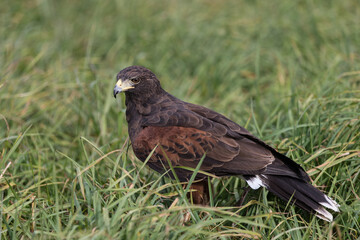 Harris Hawk in Southwest USA