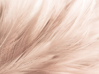 Beautiful abstract white and brown feathers on white background and soft yellow feather texture on white pattern and yellow background, feather background, gold feathers banners