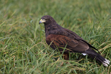 Harris Hawk in Southwest USA