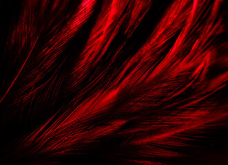 Beautiful abstract red feathers on white background and black feather texture on red pattern and red background, pink feather wallpaper, love theme, wedding valentines day