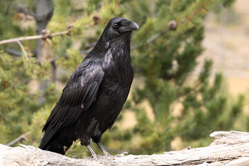 Common Raven at Yellowstone national park