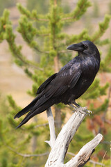 Common Raven at Yellowstone national park