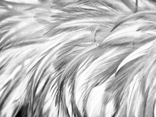 Beautiful abstract black feathers on white background and soft white feather texture on white pattern, dark theme wallpaper, gray feather background, black banners