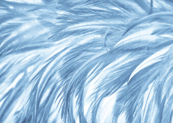 Obraz premium Beautiful abstract blue feathers on white background, black feather texture on blue pattern and blue background, feather wallpaper, blue banners, love theme, valentines day, dark texture