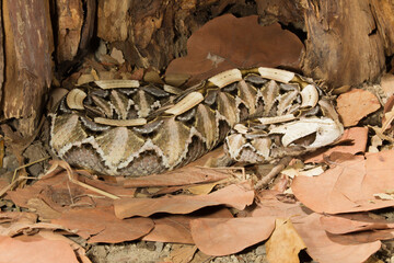 Gabon Viper in South Africa