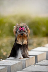 Beautiful dog Yorkshire terrier breed in nature