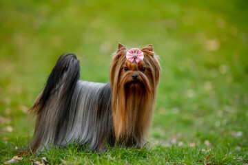 Beautiful dog Yorkshire terrier breed in nature