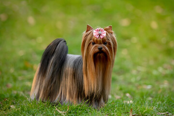 Naklejka premium Beautiful dog Yorkshire terrier breed in nature