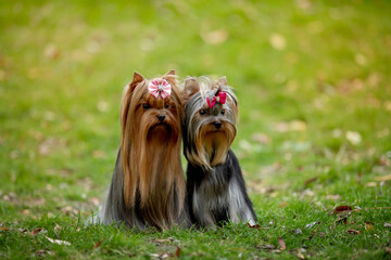 Beautiful dog Yorkshire terrier breed in nature