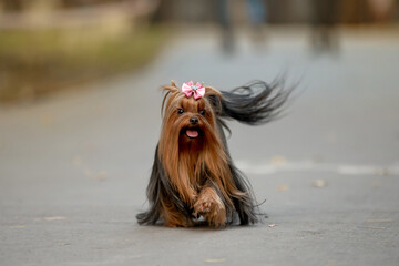 Little beautiful doggy Yorkshire Terrier breed runs