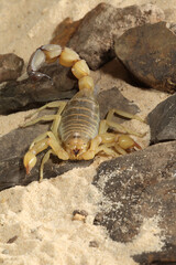 Yellow Fat Tail Scorpion