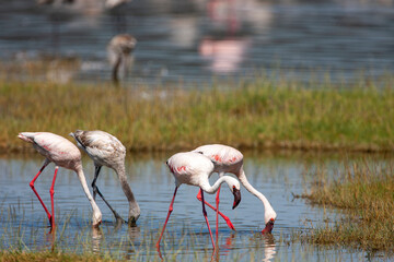 Lesser Flamingos at Lake Nakuru