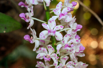 Rhynchostylis gigantea orchid, Beautiful orchids in the garden.