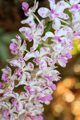Rhynchostylis gigantea orchid, Beautiful orchids in the garden.