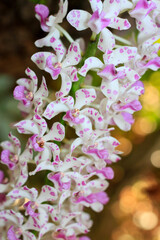 Rhynchostylis gigantea orchid, Beautiful orchids in the garden.