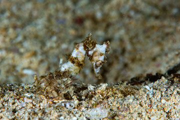 Queensland Seahorse Hippocampus spinosissimus Juvenile © Francesco