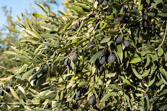 Sunny olive branches with ripe black olives. Tanches, variety of Nyons. Autumn in Provence in France.