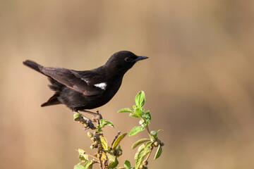 Sooty Chat at Lake Nakuru Kenya Africa