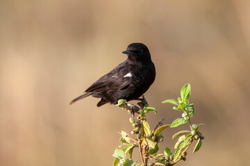 Sooty Chat at Lake Nakuru Kenya Africa