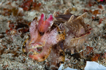 Flamboyant Cuttlefish Metasepia pfefferi