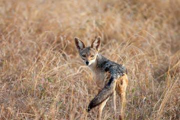 Black-backed Jackal