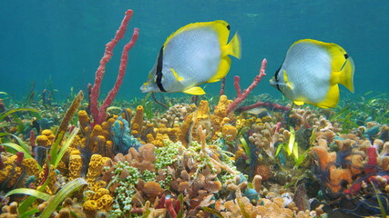 Colorful marine life underwater in the sea, tropical fish with coral and sponge in a reef, Caribbean sea