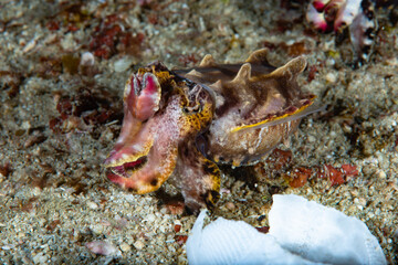 Flamboyant Cuttlefish Metasepia pfefferi