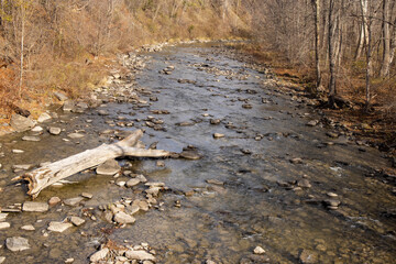 Fallen tree in stream