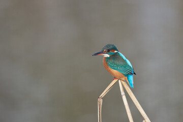 Ice birds on the hunt for small fish