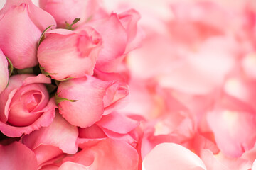 Fototapeta na wymiar Nature of rose flower in garden using as background natural flora valentine's day wallpaper