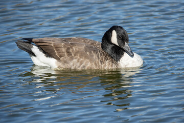 Canada Goose Swimming on Pond