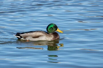 Male 
Mallard Duck on Pond