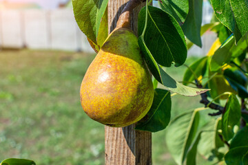 Appetizing ripe yellow pear hanging on a branch near a wooden support. Close-up of a pear grown in a home garden