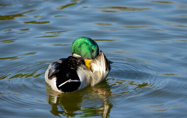 Male 
Mallard Duck on Pond