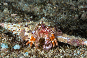 Hermit Crab