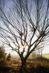 Fototapeta na wymiar sunny lonely tree in a field at dawn in autumn. tree without leaves frost