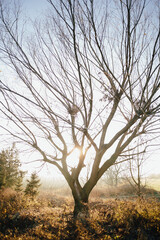 sunny lonely tree in a field at dawn in autumn. tree without leaves frost
