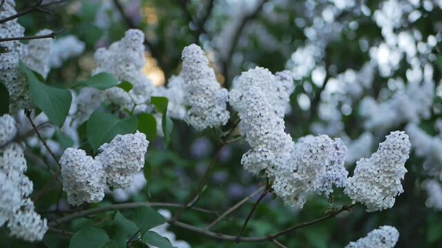 Lilac in a spring park - a branch of lilac in the rays of the setting sun. Spring mood.