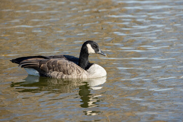 Canada Goose Swimming on Pond