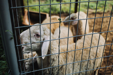 Sheep in a cage farm