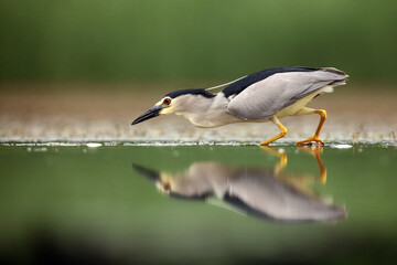 The black-crowned night heron (Nycticorax nycticorax) watching for fish in shallow water with green background. A small night heron prepares to attack prey.